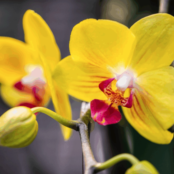 Phalaenopsis orchid or moth orchid